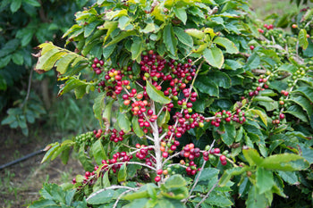 Yemen Anaerobic Slow Dry 6 Day Natural Al-Khanshali Estate II
