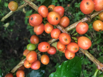 Colombia Decaf Intense Strawberry Co-Ferment