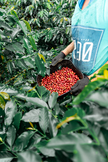 Colombia Decaf Intense Strawberry Co-Ferment