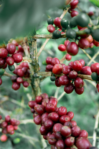 Colombia Decaf Intense Strawberry Co-Ferment